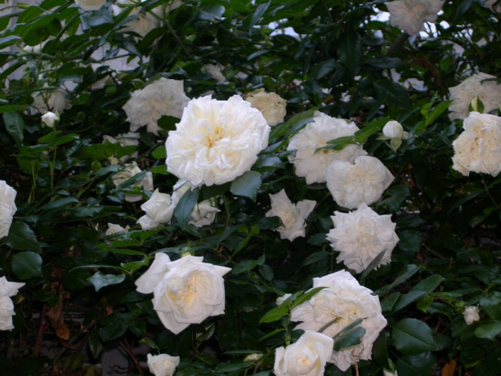 Barbier Rambling Roses Climbers / Ramblers – Roses Unlimited