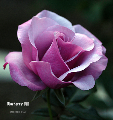 Floribunda – Roses Unlimited