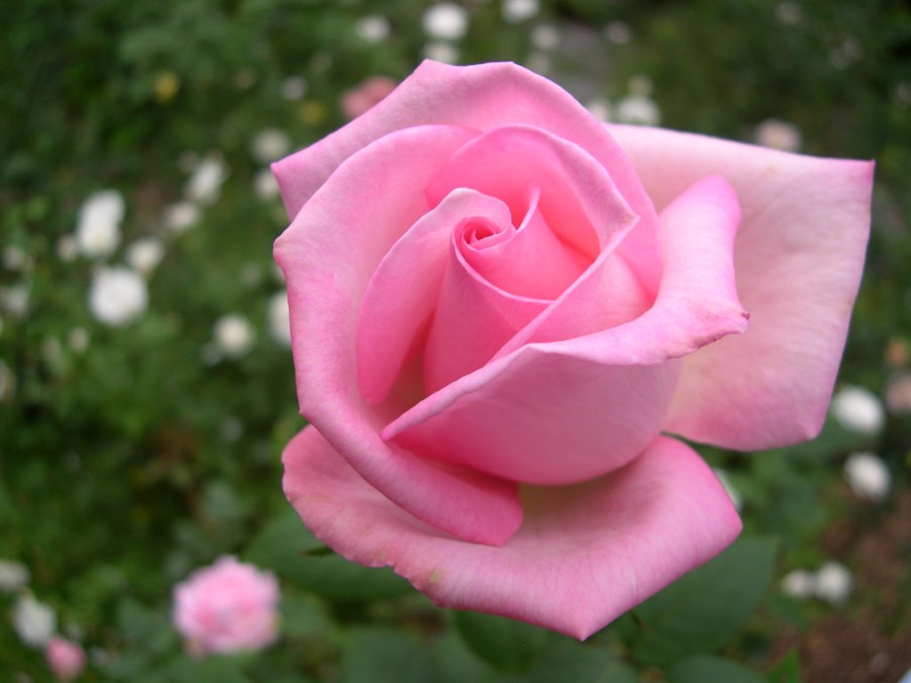 Hybrid Teas / Grandifloras &ndash; Roses Unlimited