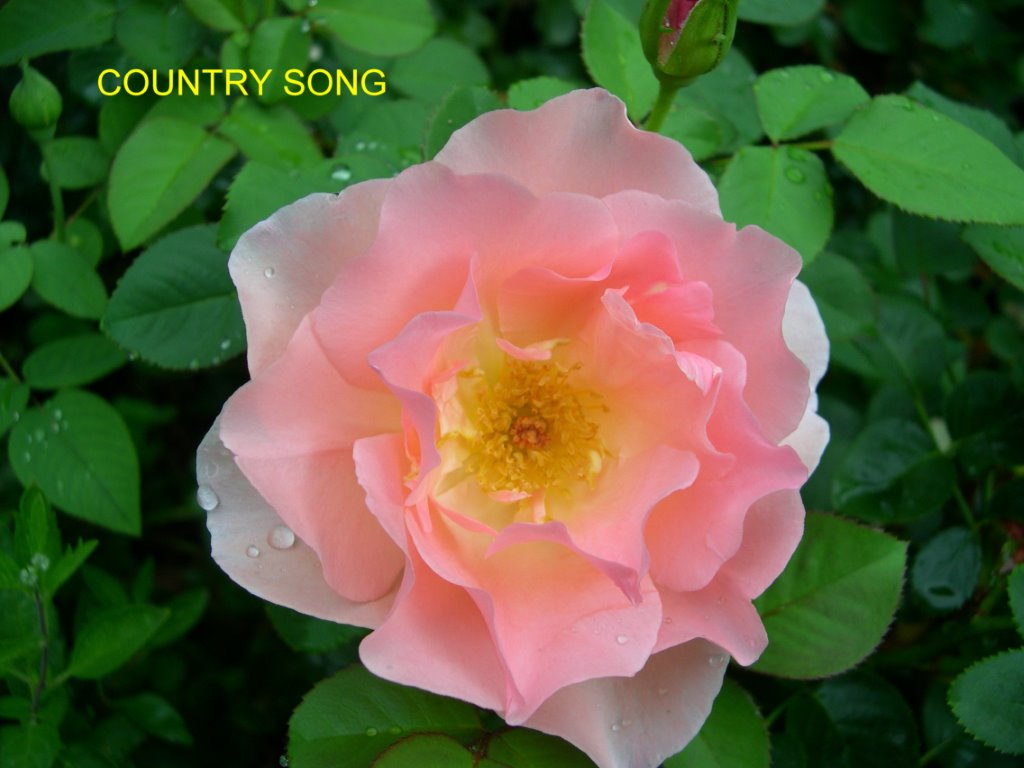 Country Song Roses Buck Shrub Roses – Roses Unlimited