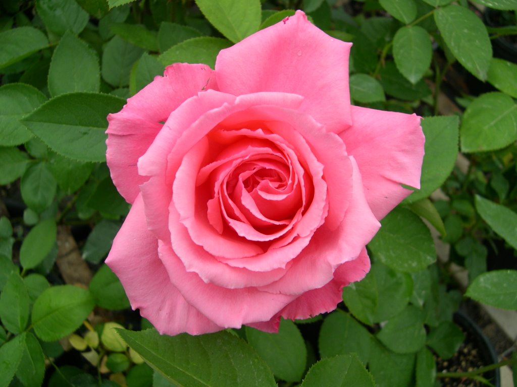 Freindship Roses friendship – Roses Unlimited