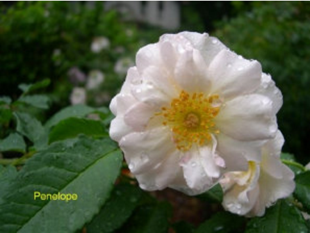 penelope – Roses Unlimited